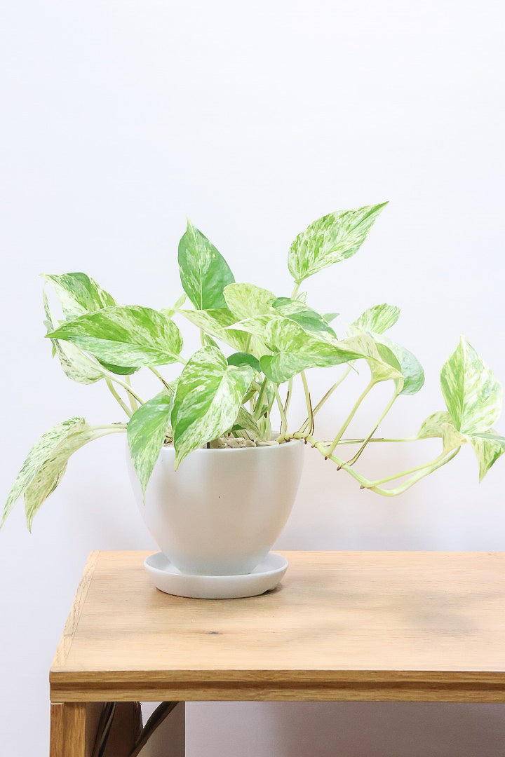 【ポトス マーブルクイーン】古くから愛されている人気種。葉模様の美しさに人気なのが納得です!