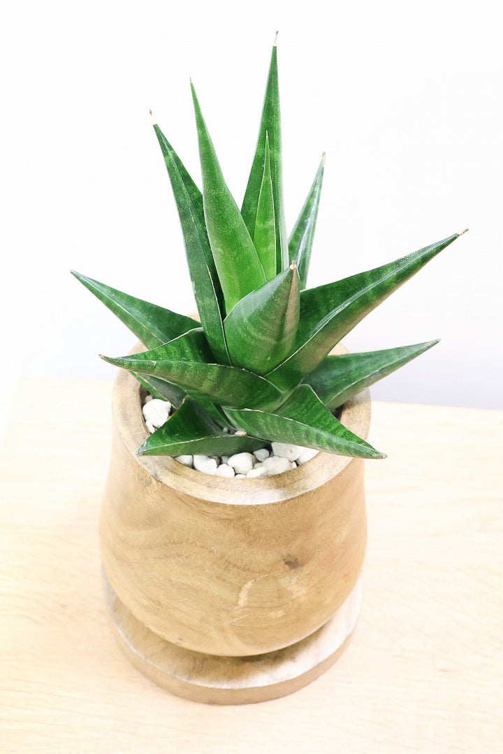 【サンスベリア インドツー】人気の木製POT!仲良しの生産者さんからいい形のものを分けてもらいました!いいバランスです!