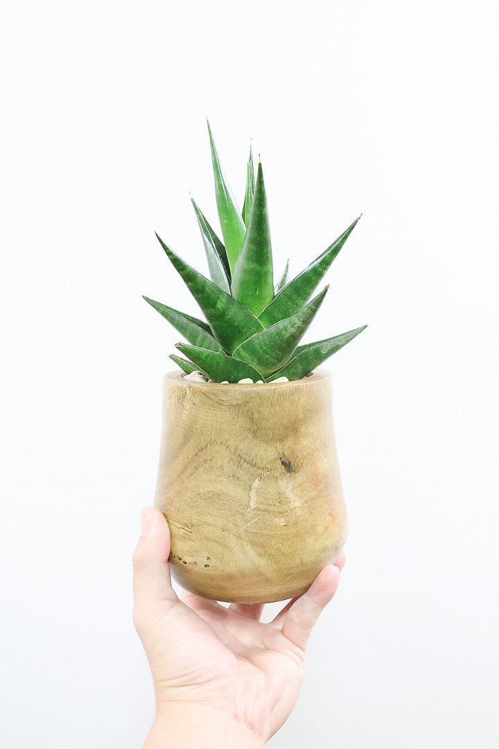 【サンスベリア インドツー】人気の木製POT!仲良しの生産者さんからいい形のものを分けてもらいました!いいバランスです!
