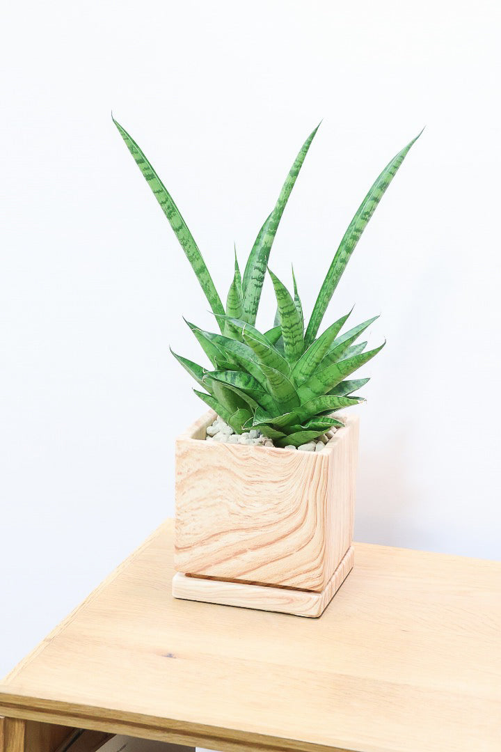 【サンスベリア ハイブリッド】木目調のPOT!希少な群生タイプ!こう見えて1株から分枝しています!POTとの相性もGOOD!