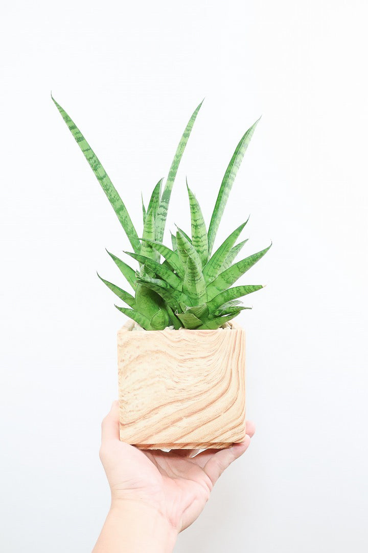 【サンスベリア ハイブリッド】木目調のPOT!希少な群生タイプ!こう見えて1株から分枝しています!POTとの相性もGOOD!