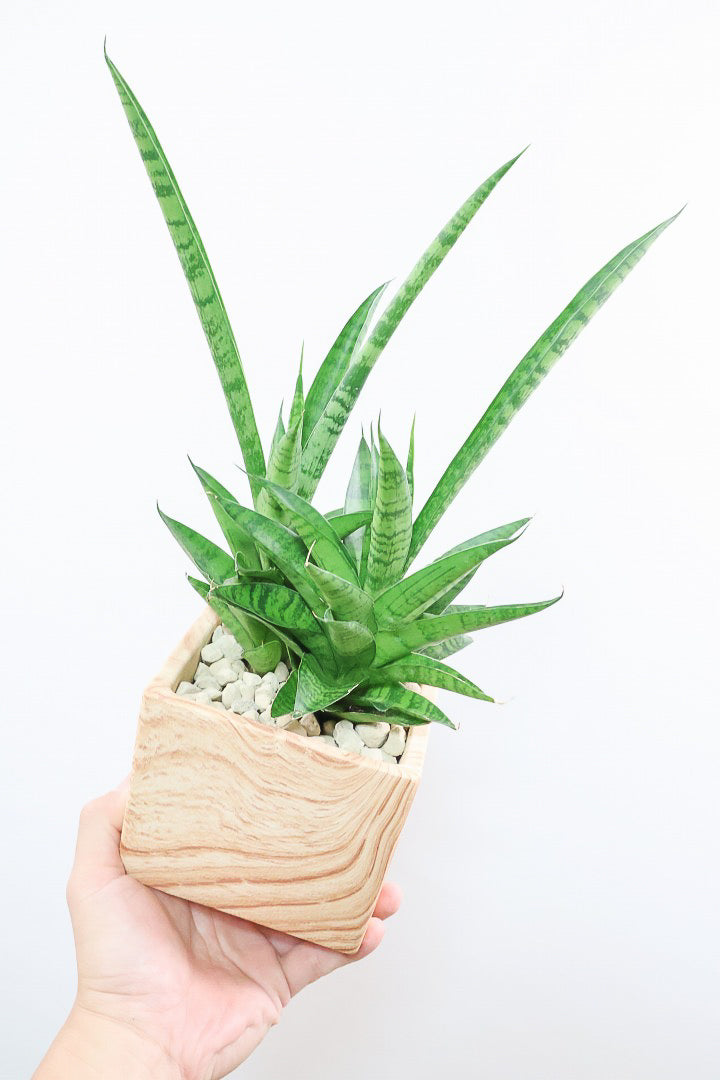 【サンスベリア ハイブリッド】木目調のPOT!希少な群生タイプ!こう見えて1株から分枝しています!POTとの相性もGOOD!