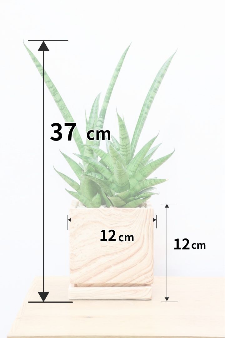 【サンスベリア ハイブリッド】木目調のPOT!希少な群生タイプ!こう見えて1株から分枝しています!POTとの相性もGOOD!