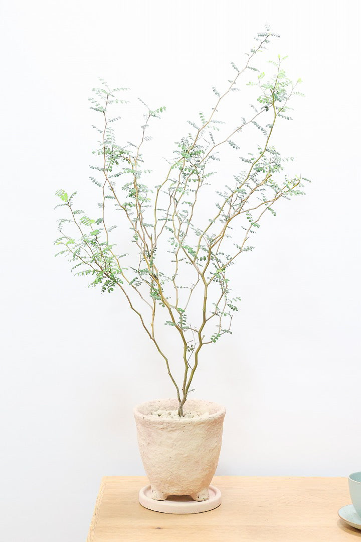 【ソフォラ リトルベイビー】ミニミニのかわいい葉っぱがかわいい!育てやすい観葉植物! 寒さに強いです!