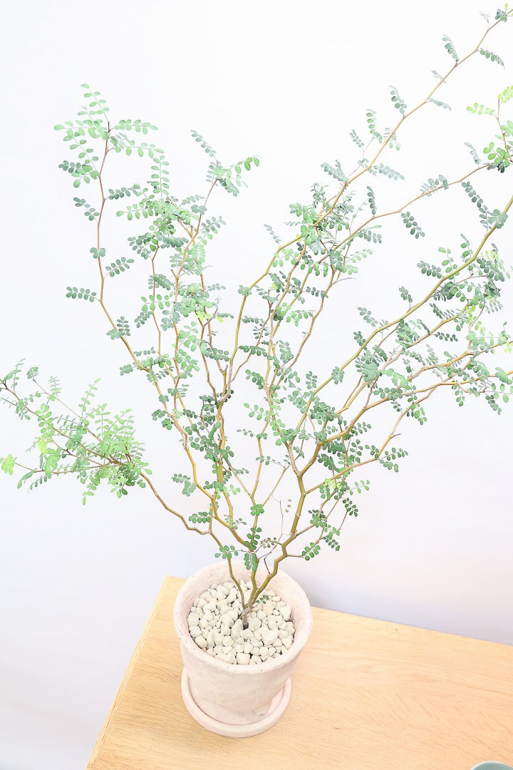 【ソフォラ リトルベイビー】ミニミニのかわいい葉っぱがかわいい!育てやすい観葉植物! 寒さに強いです!