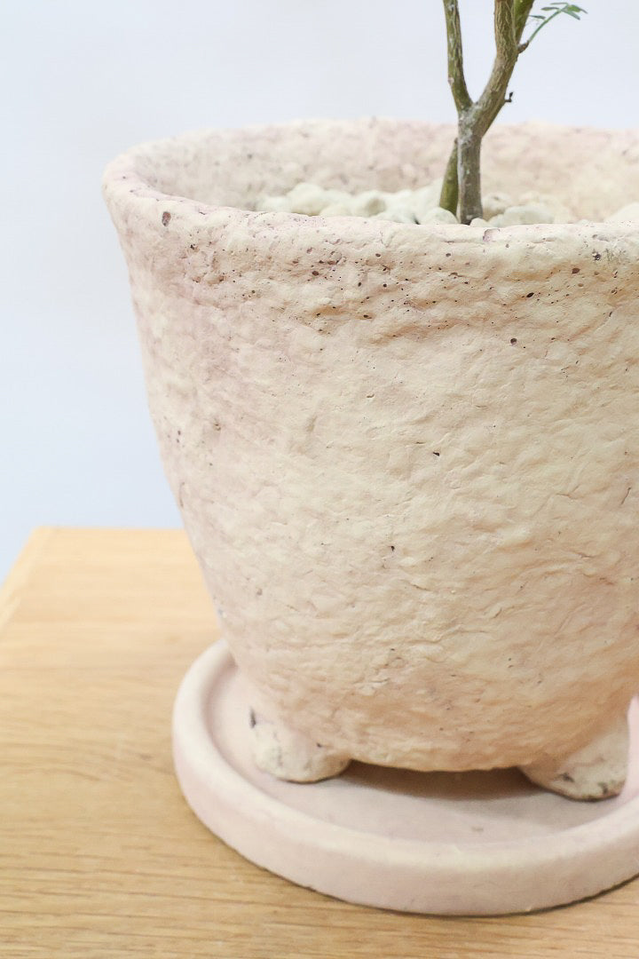 【ソフォラ リトルベイビー】ミニミニのかわいい葉っぱがかわいい!育てやすい観葉植物! 寒さに強いです!