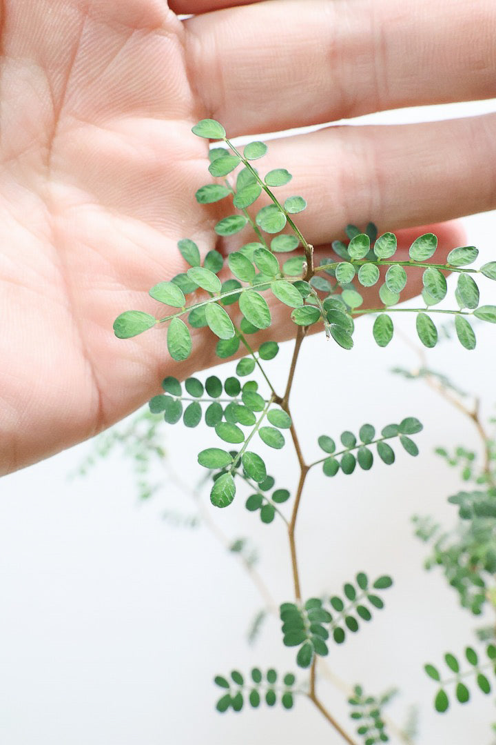 【ソフォラ リトルベイビー】ミニミニのかわいい葉っぱがかわいい!育てやすい観葉植物! 寒さに強いです!