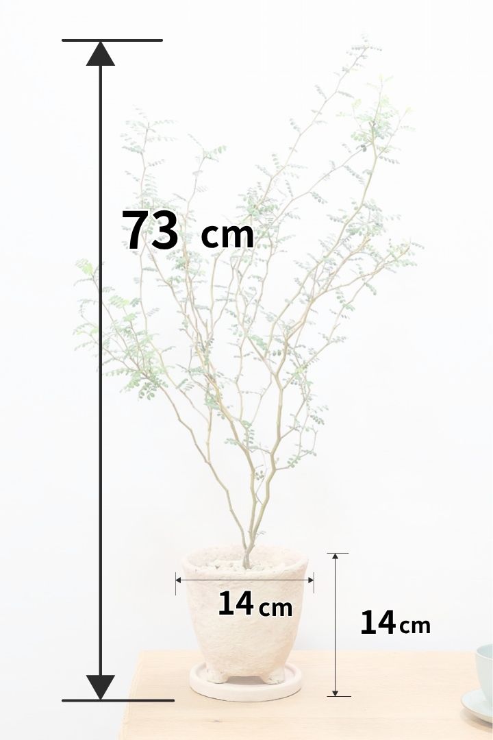 【ソフォラ リトルベイビー】ミニミニのかわいい葉っぱがかわいい!育てやすい観葉植物! 寒さに強いです!