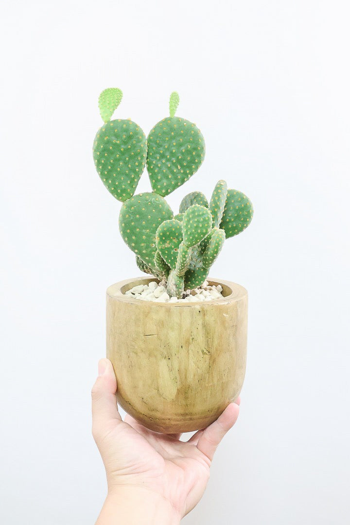 バニーカクタスWW60660| 観葉植物の通信販売 | APEGO(アペーゴ)