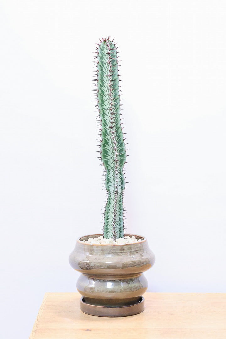 【ユーフォルビア コンフィナリス】この幹肌は美しい!棘も色付いていますので全体のコントラストが最高に美しいです!