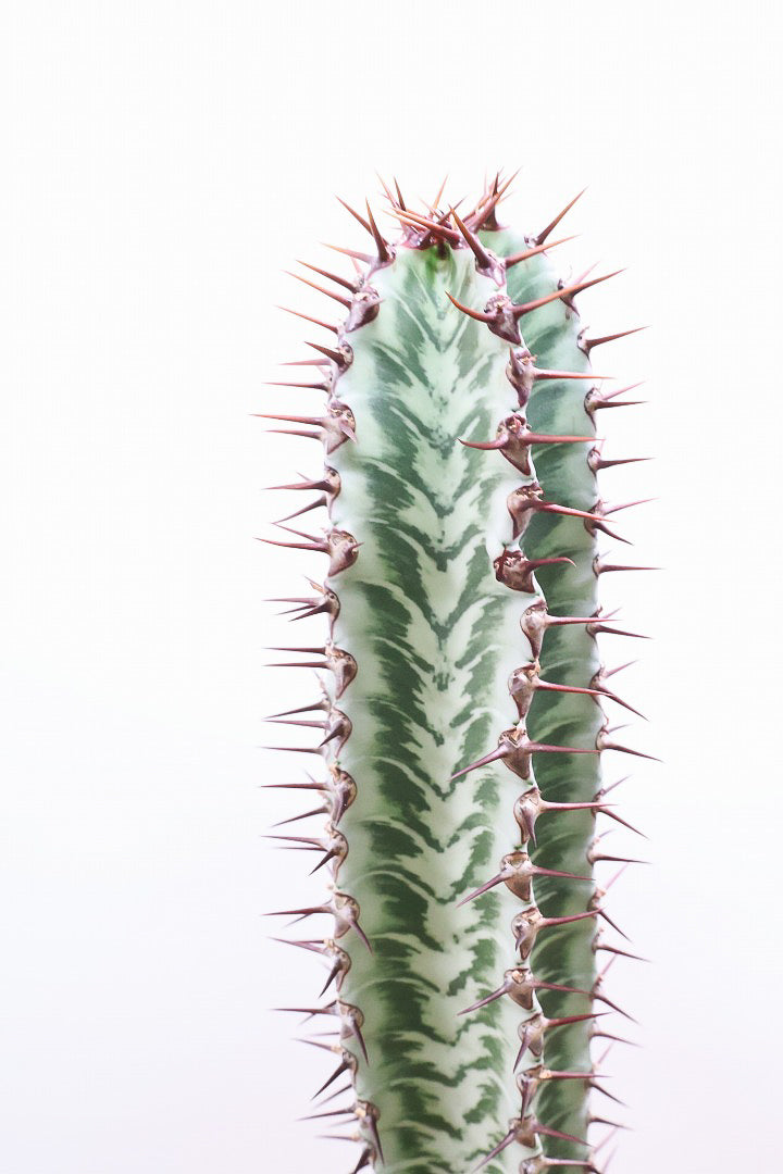 【ユーフォルビア コンフィナリス】この幹肌は美しい!棘も色付いていますので全体のコントラストが最高に美しいです!