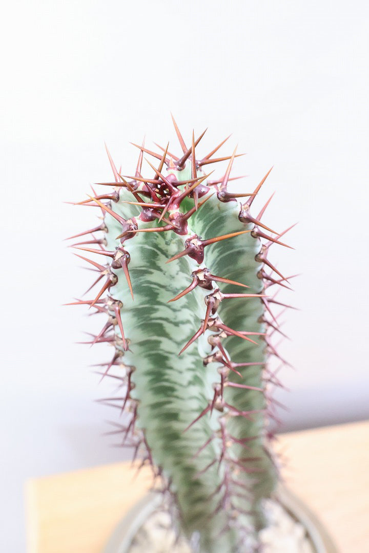 【ユーフォルビア コンフィナリス】この幹肌は美しい!棘も色付いていますので全体のコントラストが最高に美しいです!