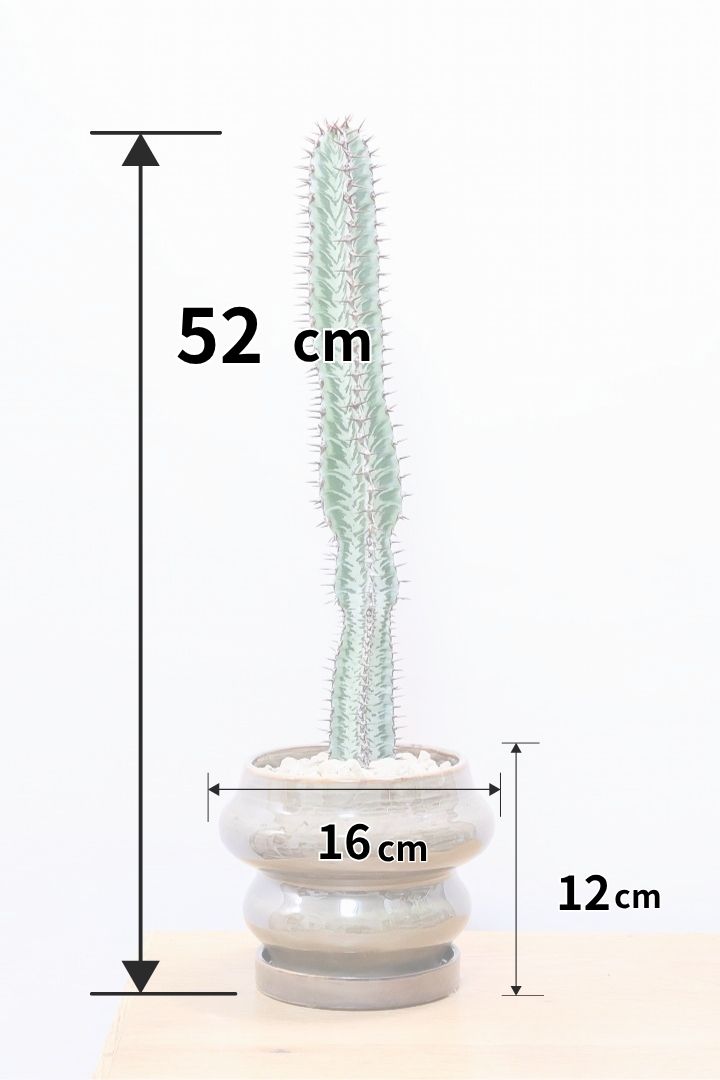 【ユーフォルビア コンフィナリス】この幹肌は美しい!棘も色付いていますので全体のコントラストが最高に美しいです!