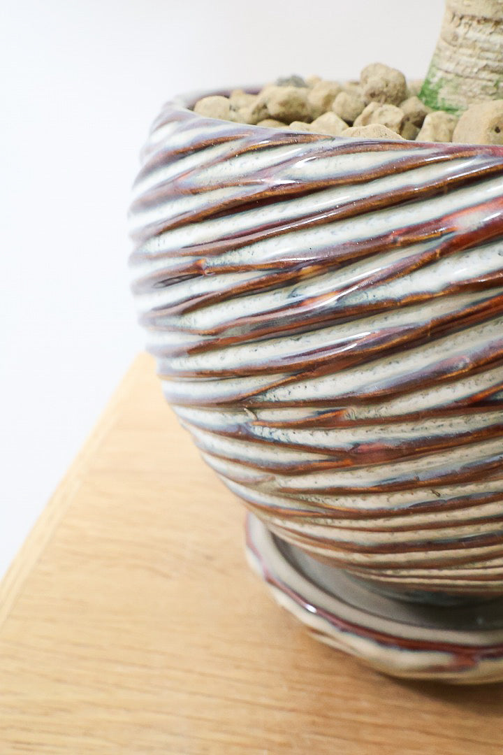 【フィカス ベンガレンシス】愛知県のこだわり樹形を作る生産者さんの素晴らしい逸品です!