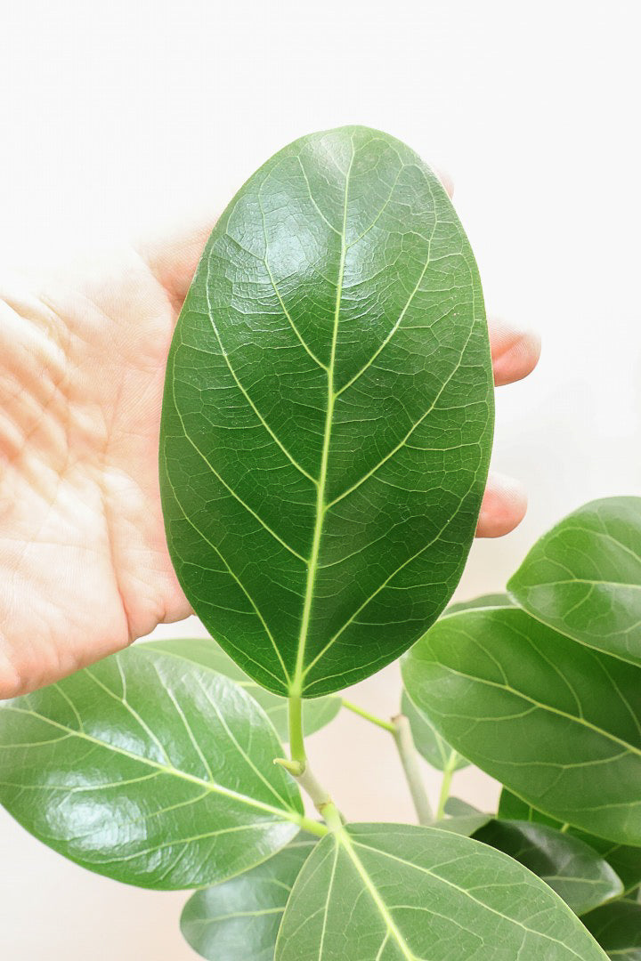 【フィカス ベンガレンシス】愛知県のこだわり樹形を作る生産者さんの素晴らしい逸品です!