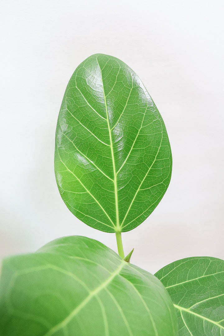 【フィカス ベンガレンシス】愛知県のこだわり樹形を作る生産者さんの素晴らしい逸品です!