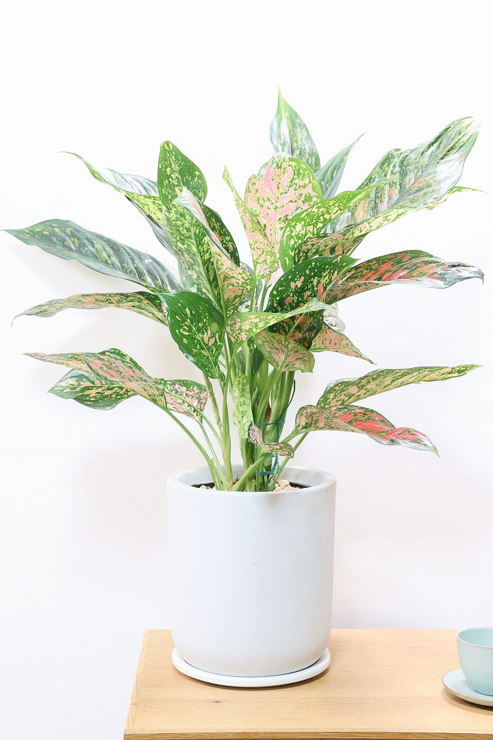 【アグラオネマ ヴィーナス】今回がラストの入荷!良い感じの赤に色付いています!MIXされた葉のカラーがとてもいい感じです!大き目のサイズです!