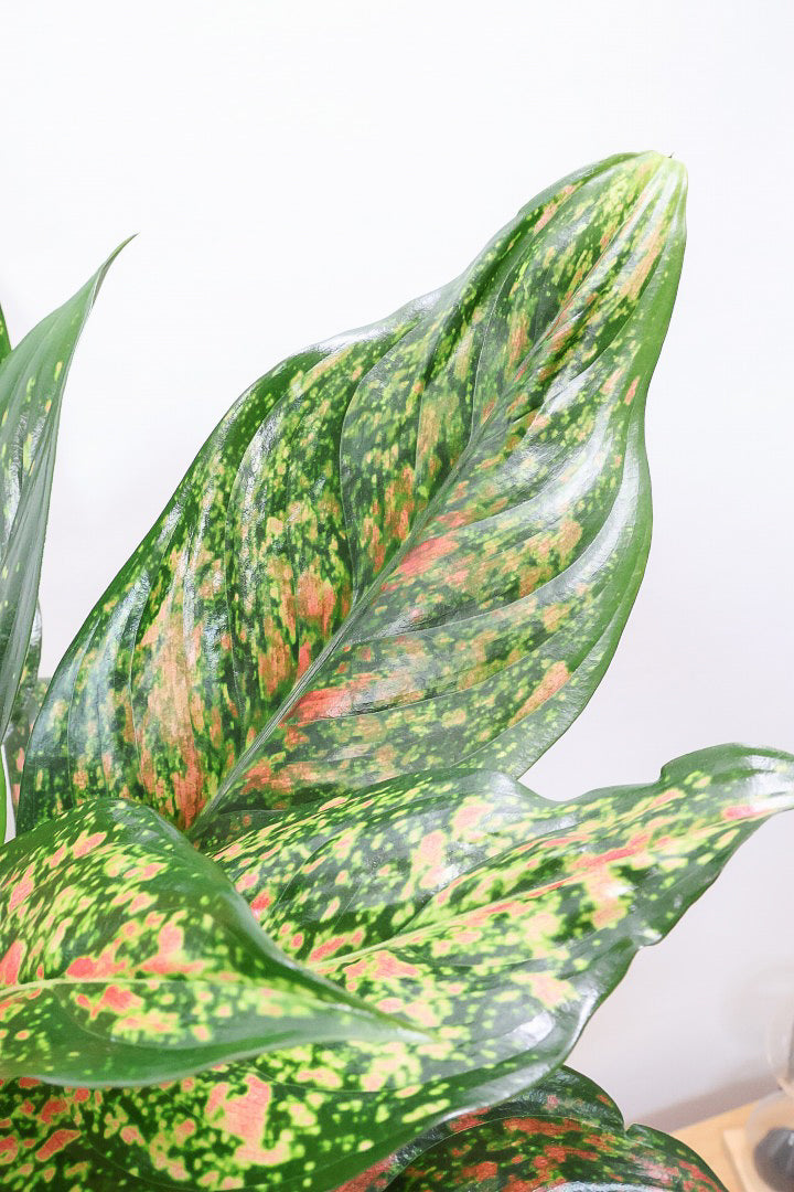 【アグラオネマ ヴィーナス】今回がラストの入荷!良い感じの赤に色付いています!MIXされた葉のカラーがとてもいい感じです!大き目のサイズです!