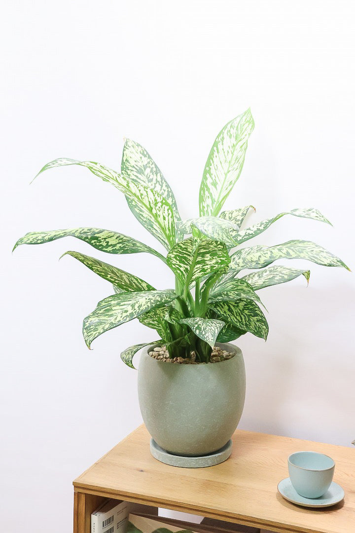 【デヘンバキア ホワイトエトナ】透き通るような爽やかな葉色が印象的です!このボリュームは圧巻ですよ!