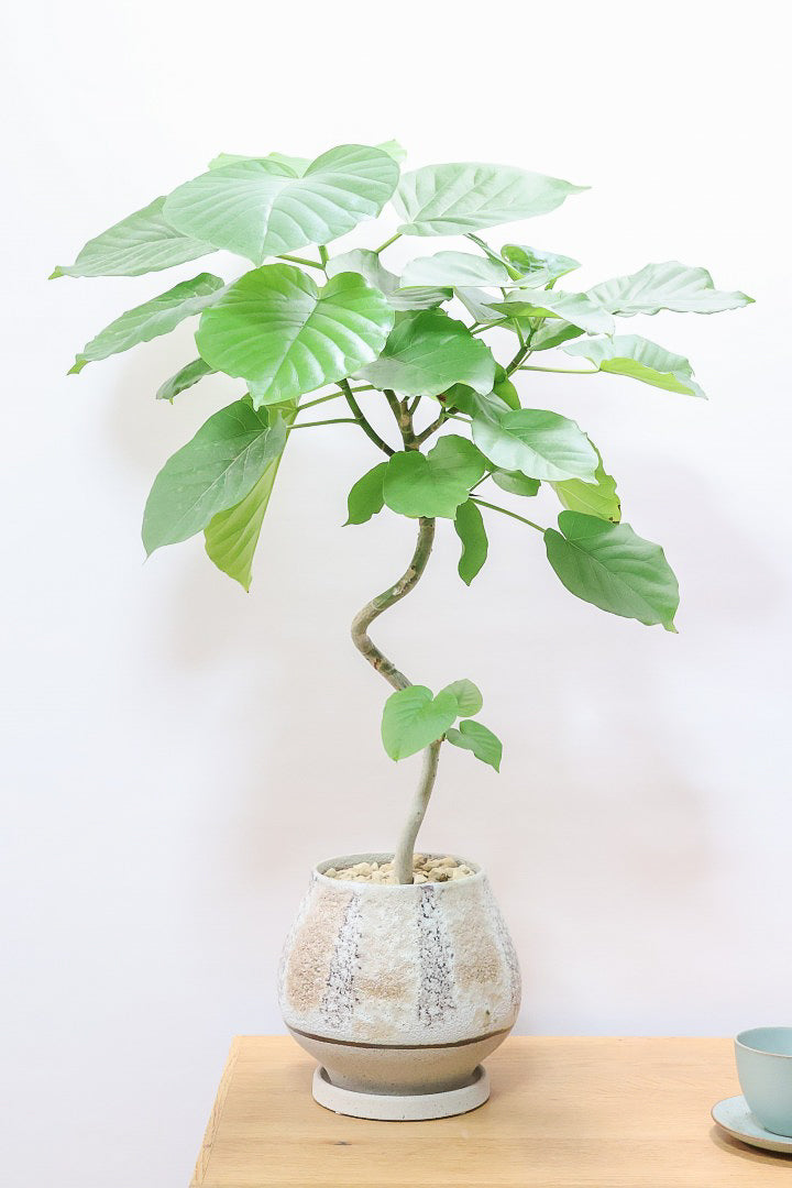 【ウンベラータ】曲り樹形の名手でもある生産者さんが手塩に掛けたバランスの良い素晴らしい樹形です!お手頃ないいサイズ感です!