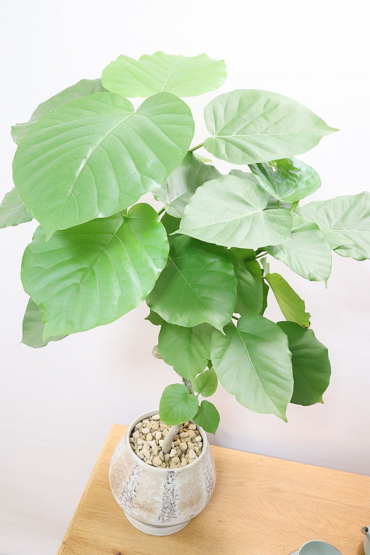 【ウンベラータ】曲り樹形の名手でもある生産者さんが手塩に掛けたバランスの良い素晴らしい樹形です!お手頃ないいサイズ感です!