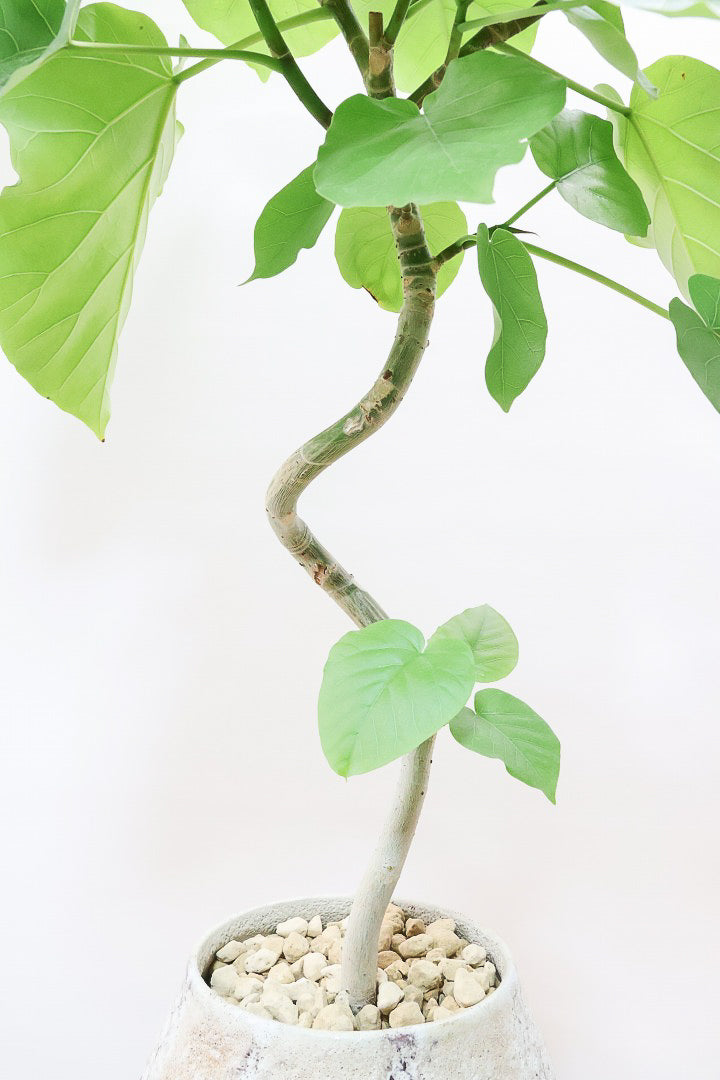 【ウンベラータ】曲り樹形の名手でもある生産者さんが手塩に掛けたバランスの良い素晴らしい樹形です!お手頃ないいサイズ感です!