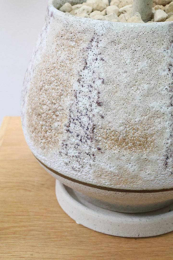 【ウンベラータ】曲り樹形の名手でもある生産者さんが手塩に掛けたバランスの良い素晴らしい樹形です!お手頃ないいサイズ感です!