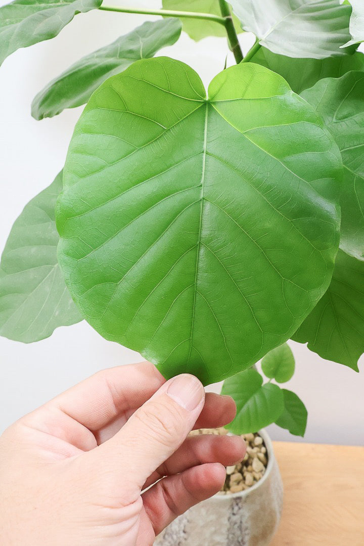 【ウンベラータ】曲り樹形の名手でもある生産者さんが手塩に掛けたバランスの良い素晴らしい樹形です!お手頃ないいサイズ感です!