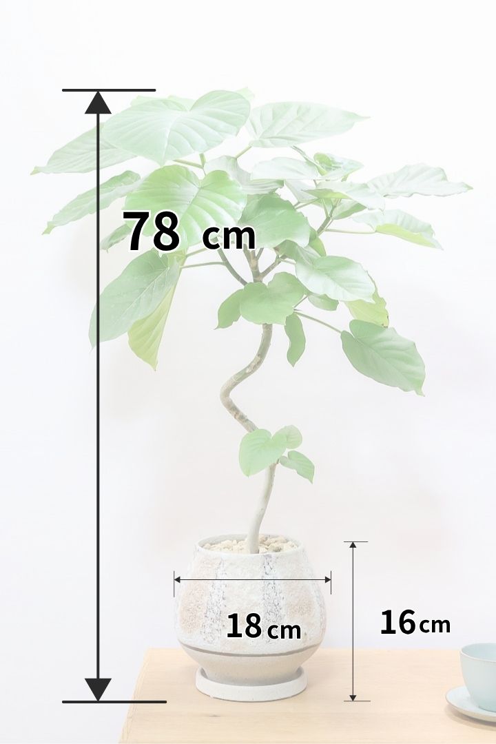 【ウンベラータ】曲り樹形の名手でもある生産者さんが手塩に掛けたバランスの良い素晴らしい樹形です!お手頃ないいサイズ感です!