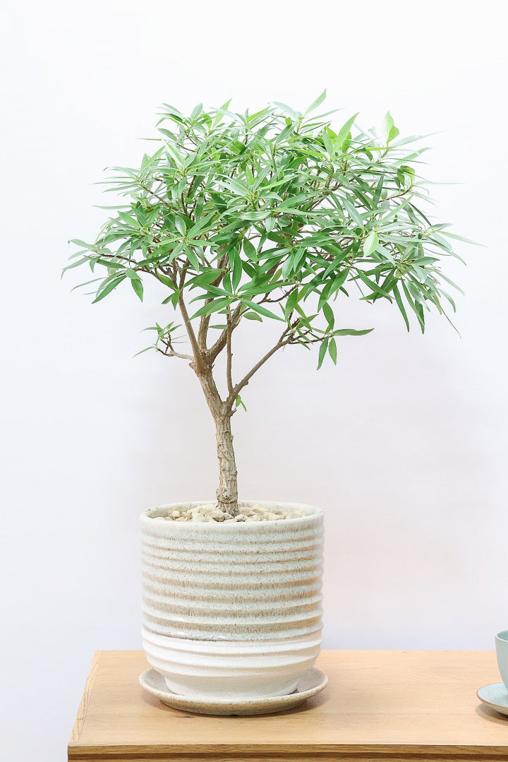 【フィカス サリシフォリア】久々の入荷!しっかりとした幹に仕上げました!POTとのバランスもとてもイイ感じだと思います!