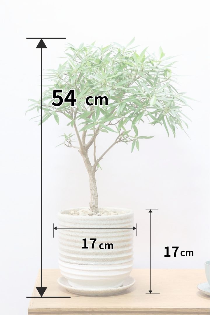 【フィカス サリシフォリア】久々の入荷!しっかりとした幹に仕上げました!POTとのバランスもとてもイイ感じだと思います!