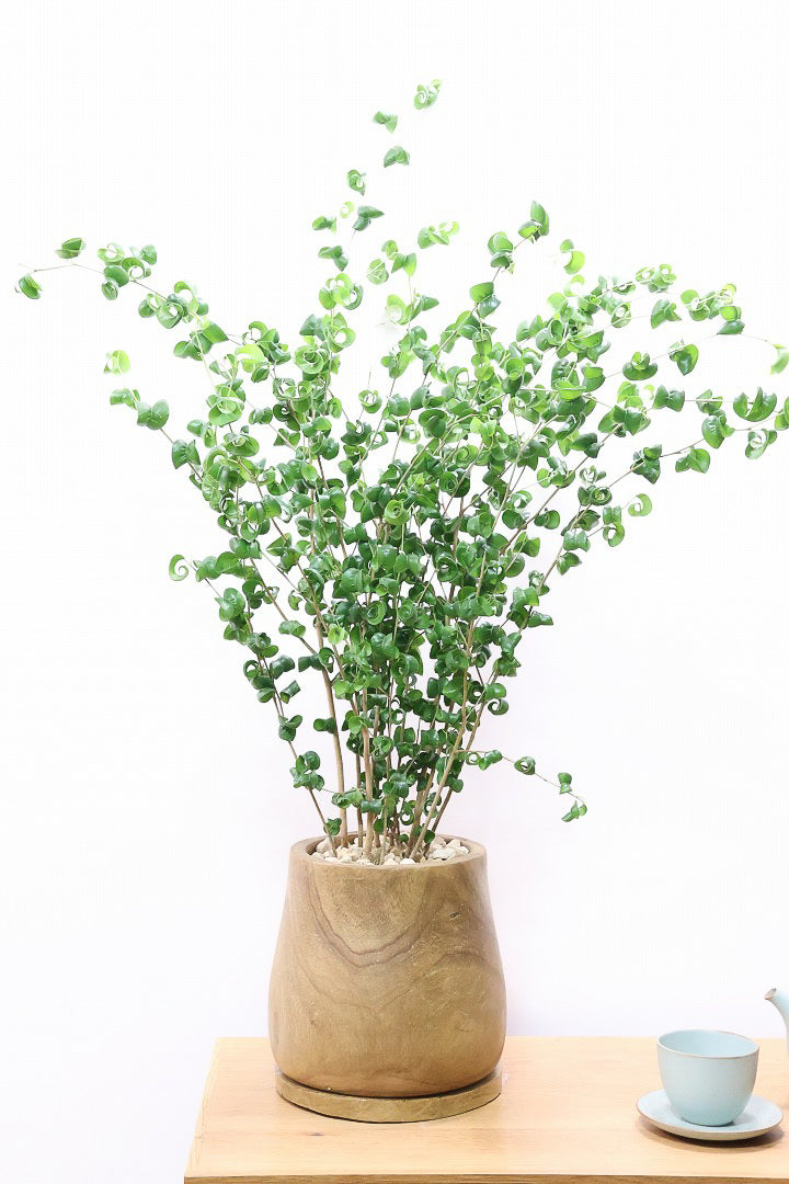 【ベンジャミン バロック】人気の木製POT。ボリュームがありますので存在感は保証しますよ!