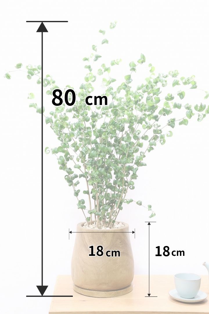 【ベンジャミン バロック】人気の木製POT。ボリュームがありますので存在感は保証しますよ!