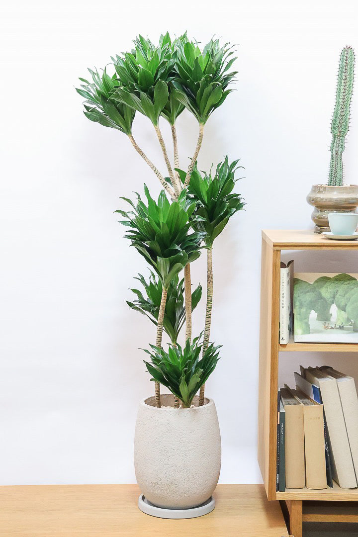 【ドラセナコンパクター】存在感のある大きさ。全体のバランスも最高!とても育てやすいので贈り物にも人気の観葉植物です!