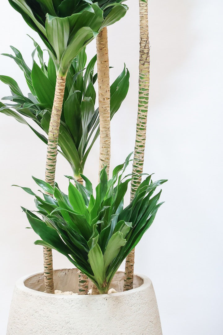 【ドラセナコンパクター】存在感のある大きさ。全体のバランスも最高!とても育てやすいので贈り物にも人気の観葉植物です!