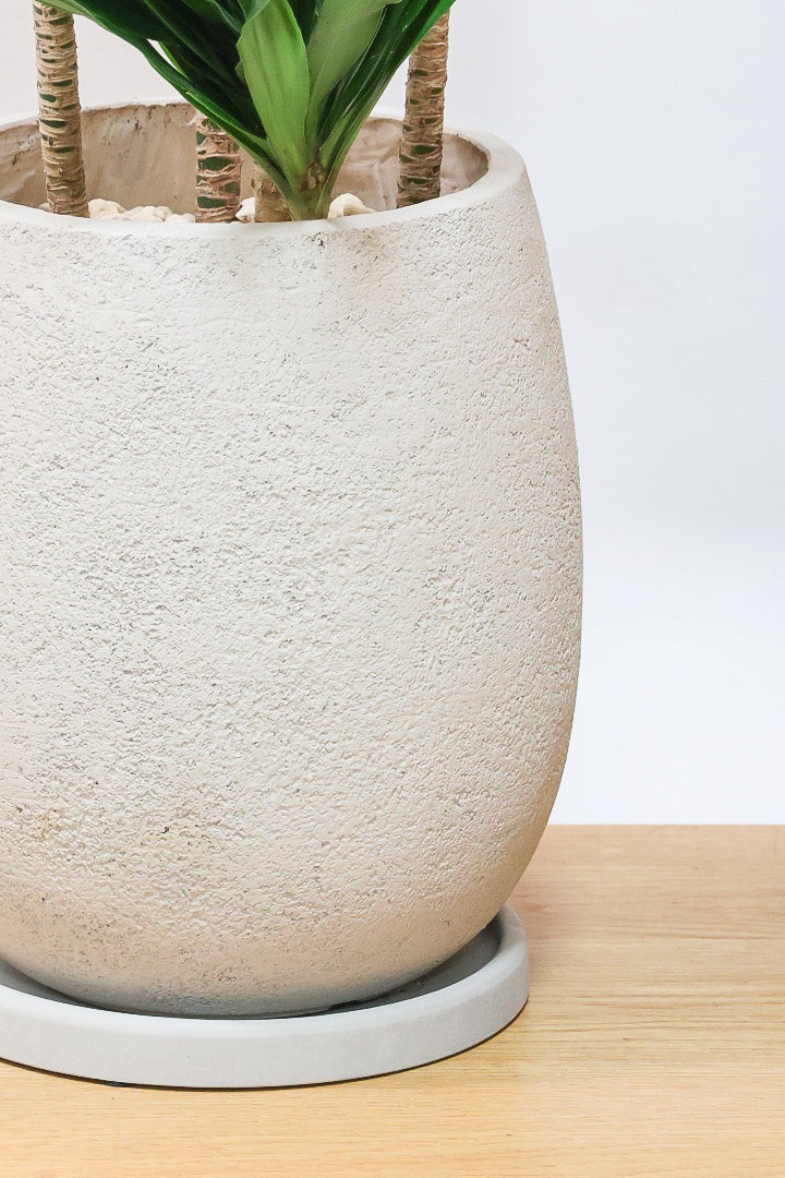 【ドラセナコンパクター】存在感のある大きさ。全体のバランスも最高!とても育てやすいので贈り物にも人気の観葉植物です!