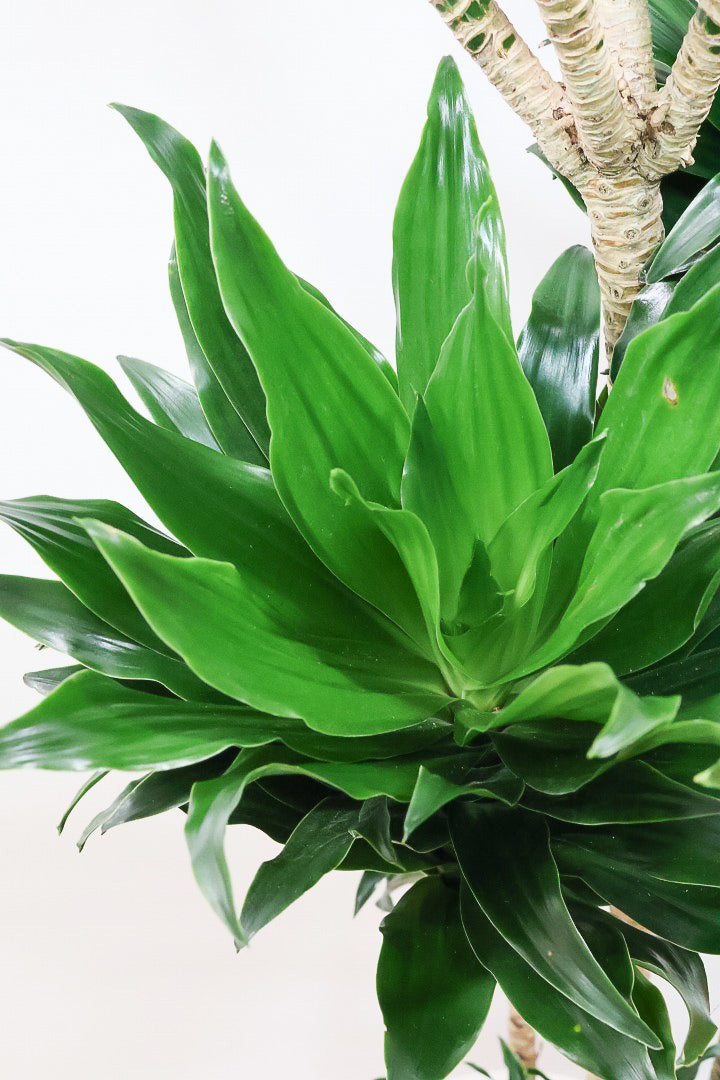 【ドラセナコンパクター】存在感のある大きさ。全体のバランスも最高!とても育てやすいので贈り物にも人気の観葉植物です!