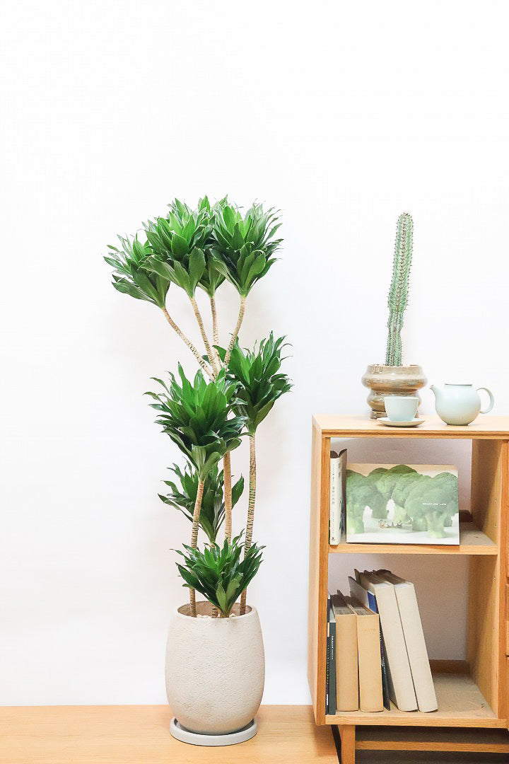 【ドラセナコンパクター】存在感のある大きさ。全体のバランスも最高!とても育てやすいので贈り物にも人気の観葉植物です!