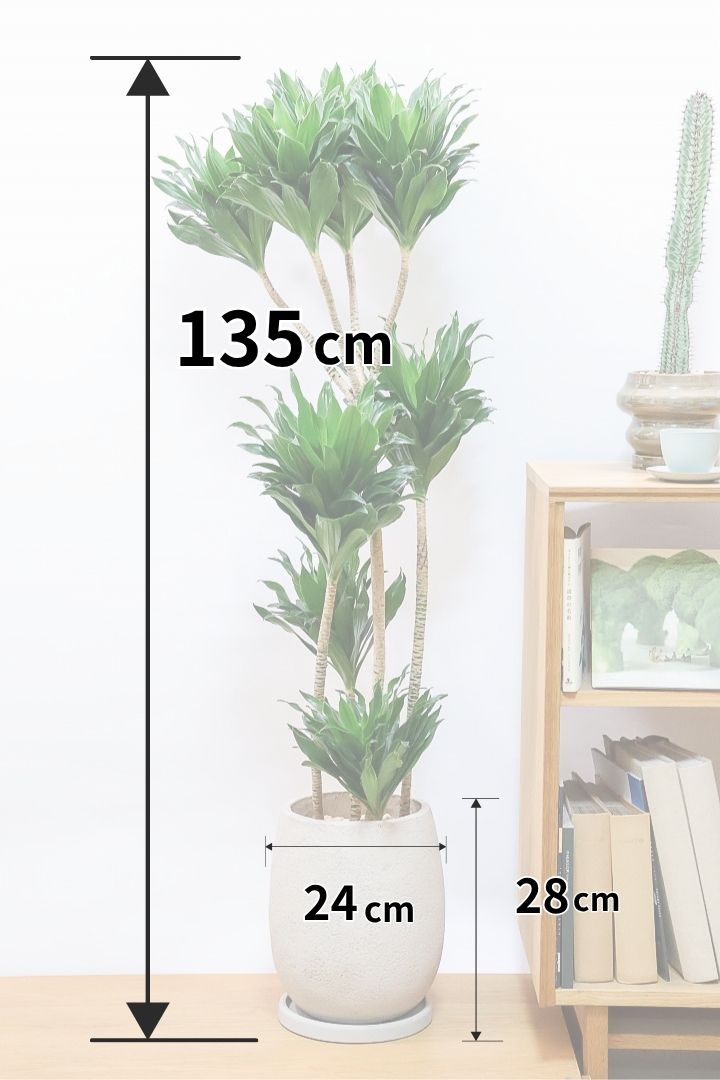 【ドラセナコンパクター】存在感のある大きさ。全体のバランスも最高!とても育てやすいので贈り物にも人気の観葉植物です!