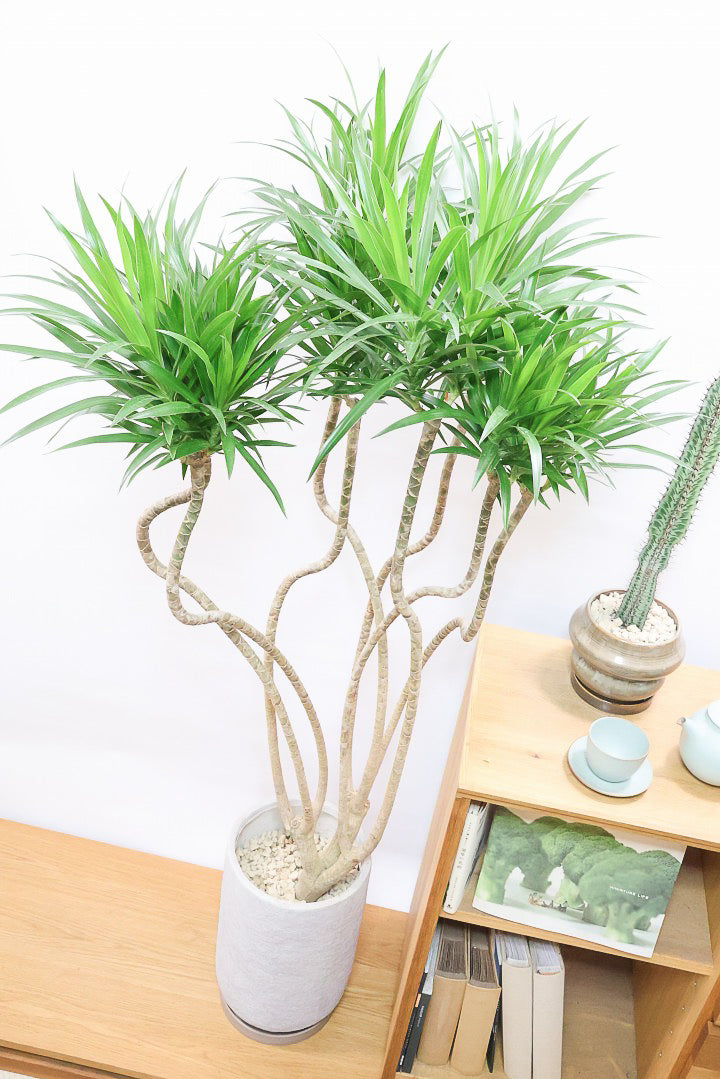 【ドラセナ ナビ】沖縄でじっくりと育てられたボリュームのあるスタイリッシュな樹形!他にはない樹形です