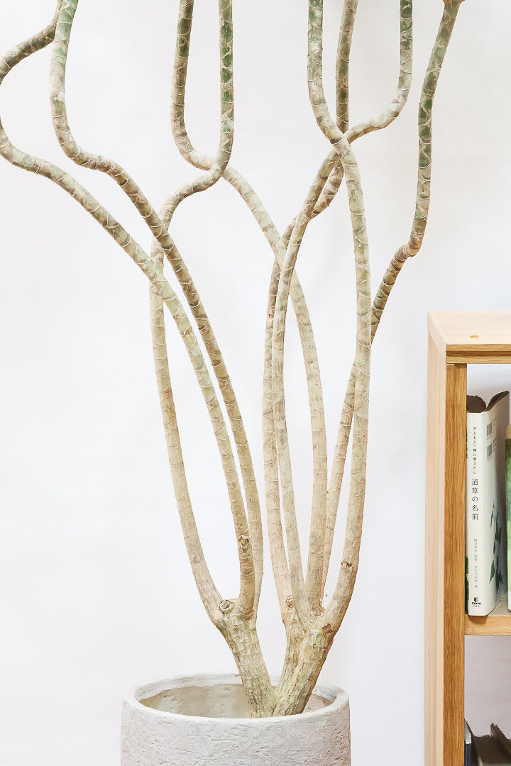 【ドラセナ ナビ】沖縄でじっくりと育てられたボリュームのあるスタイリッシュな樹形!他にはない樹形です