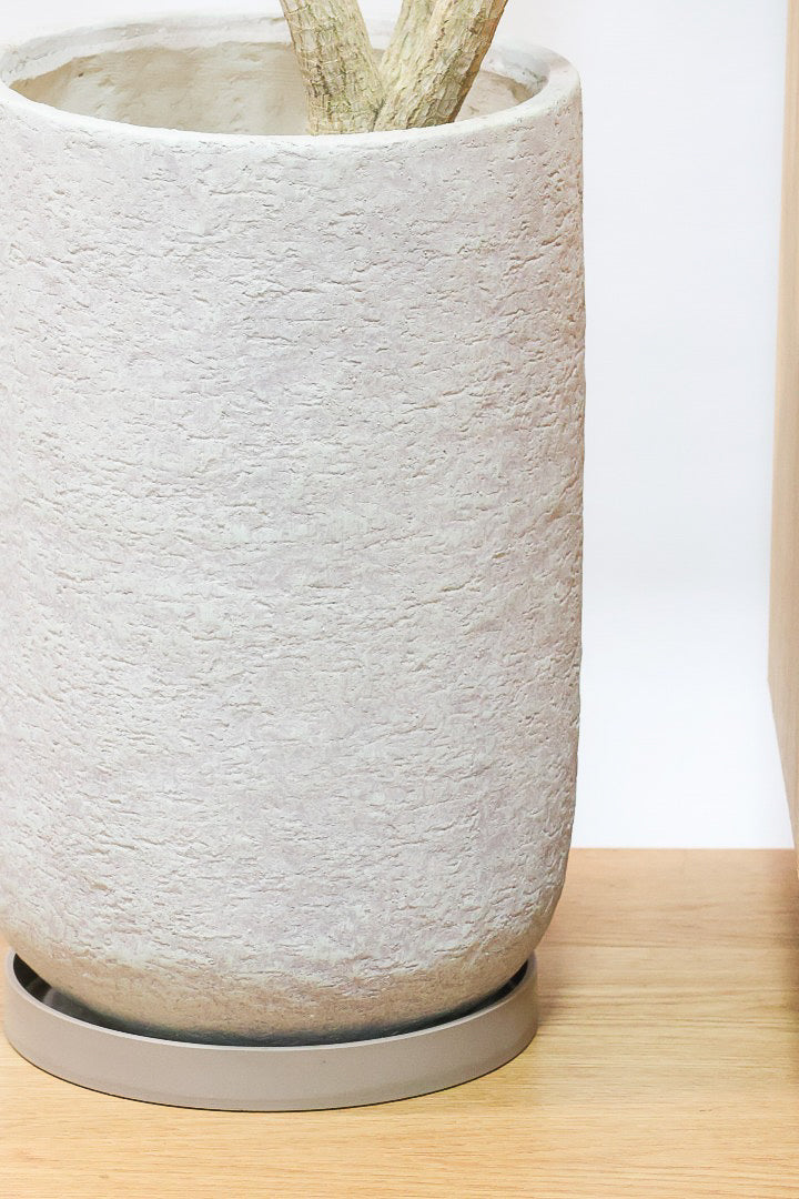 【ドラセナ ナビ】沖縄でじっくりと育てられたボリュームのあるスタイリッシュな樹形!他にはない樹形です