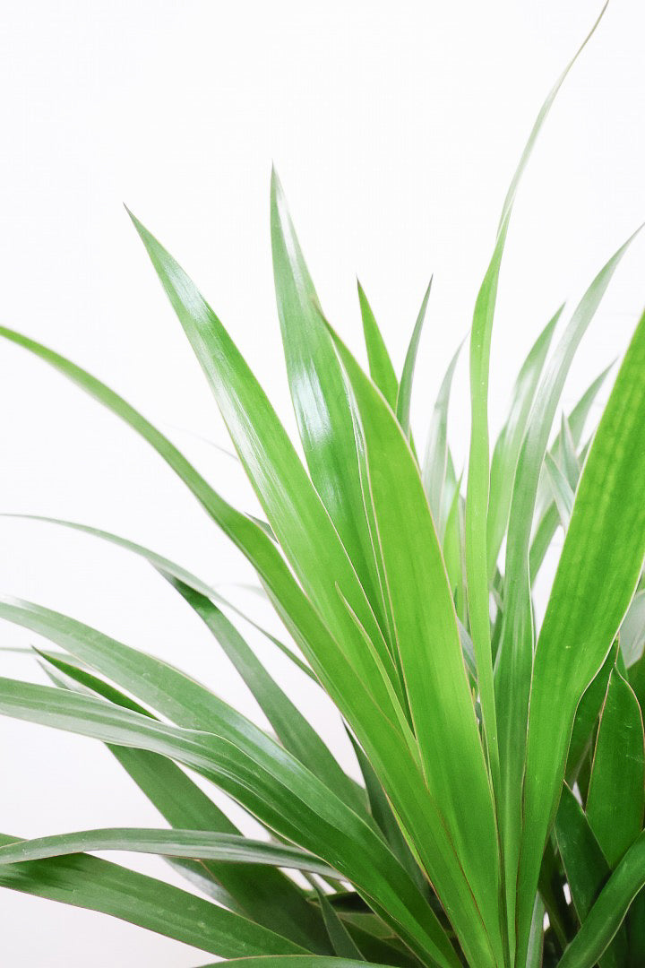 【ドラセナ ナビ】沖縄でじっくりと育てられたボリュームのあるスタイリッシュな樹形!他にはない樹形です