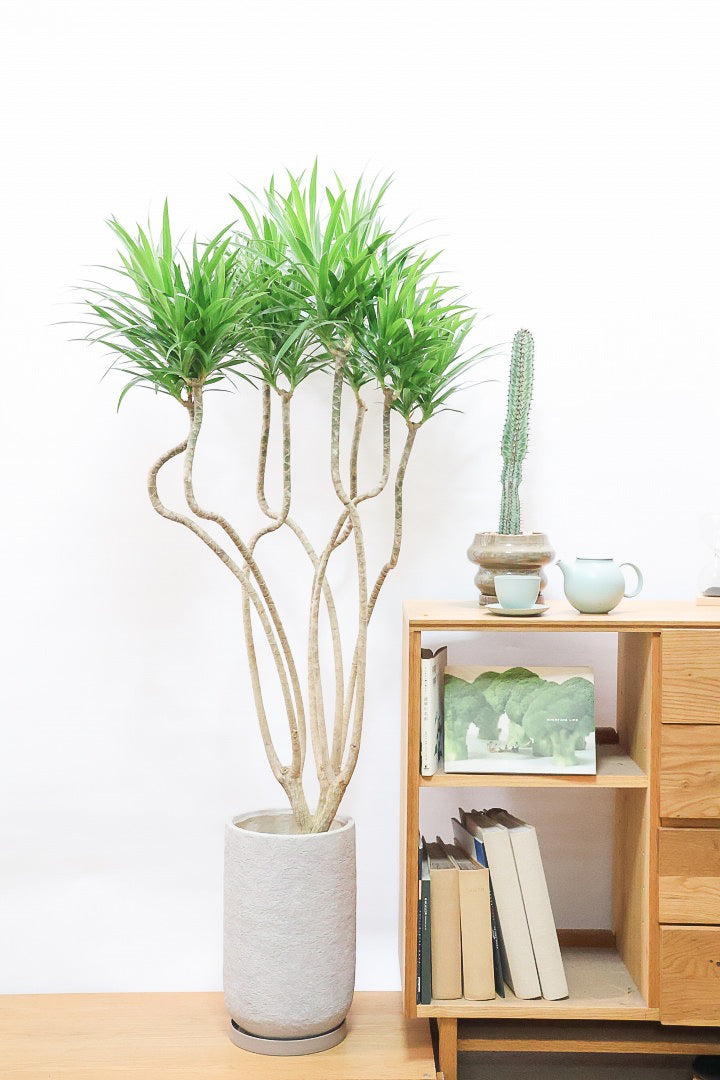 【ドラセナ ナビ】沖縄でじっくりと育てられたボリュームのあるスタイリッシュな樹形!他にはない樹形です