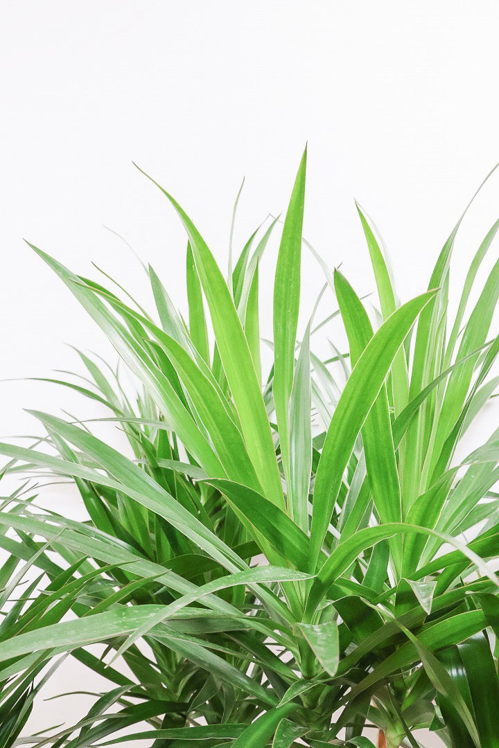 【ドラセナ ナビ】沖縄でじっくりと育てられたボリュームのあるスタイリッシュな樹形!他にはない樹形です