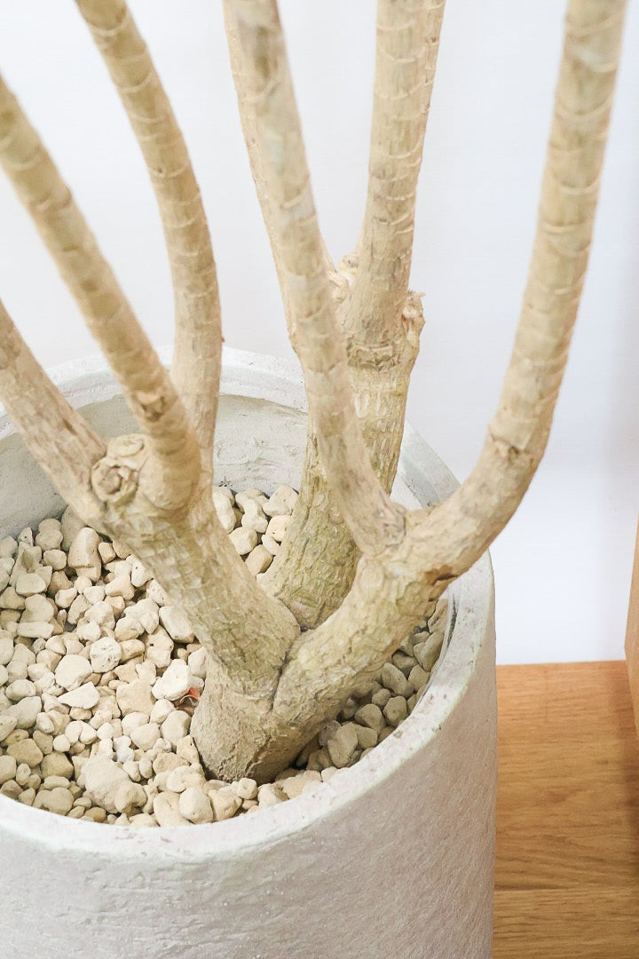 【ドラセナ ナビ】沖縄でじっくりと育てられたボリュームのあるスタイリッシュな樹形!他にはない樹形です