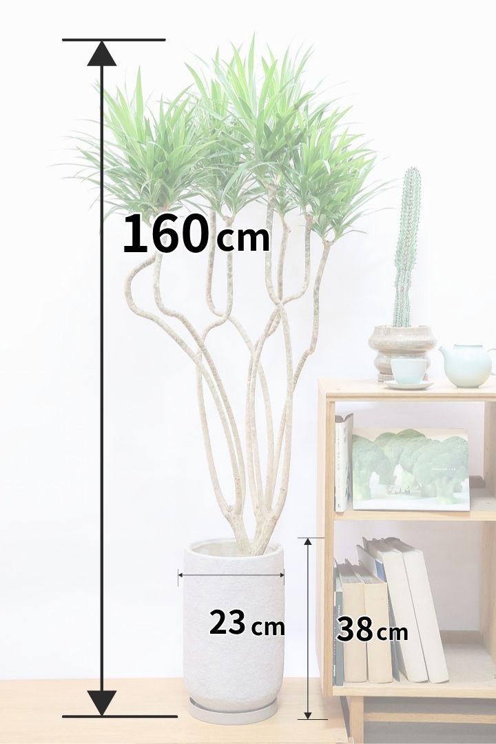 【ドラセナ ナビ】沖縄でじっくりと育てられたボリュームのあるスタイリッシュな樹形!他にはない樹形です