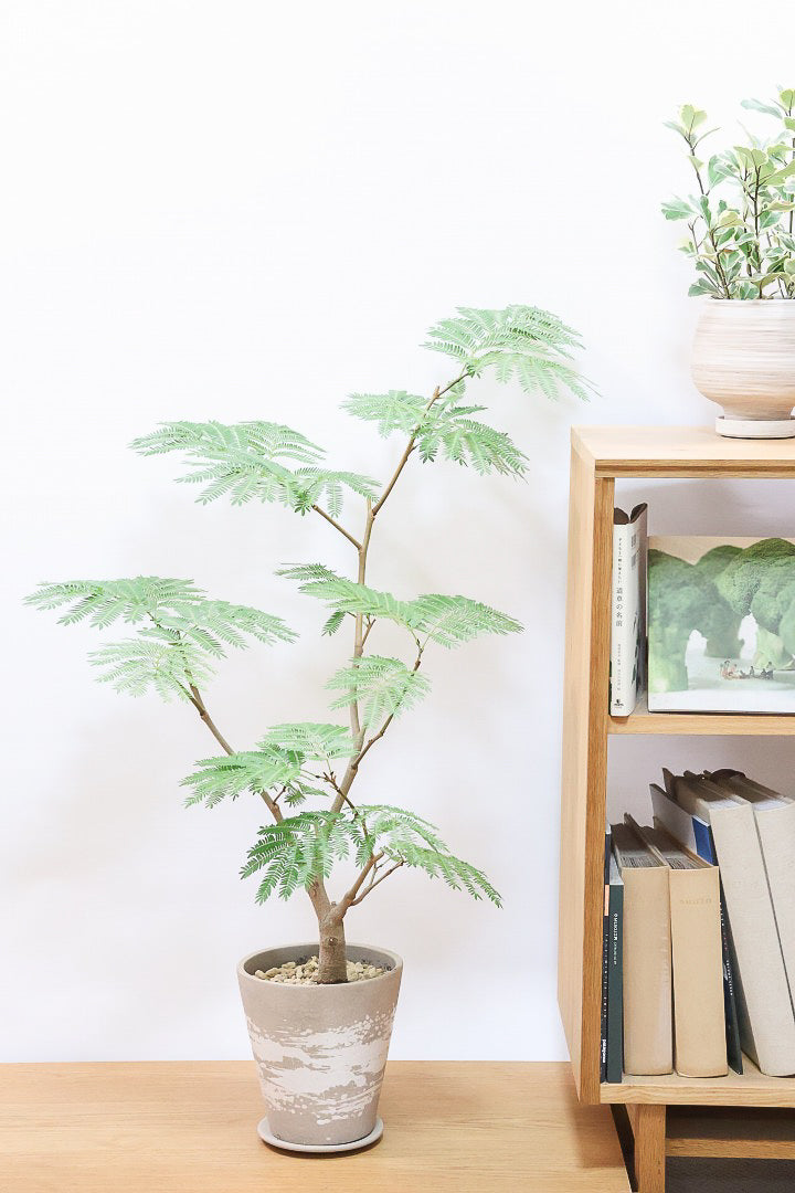 【エバーフレッシュ】シンプルでスタイリッシュ!この樹形は絶対にお得だと思います!