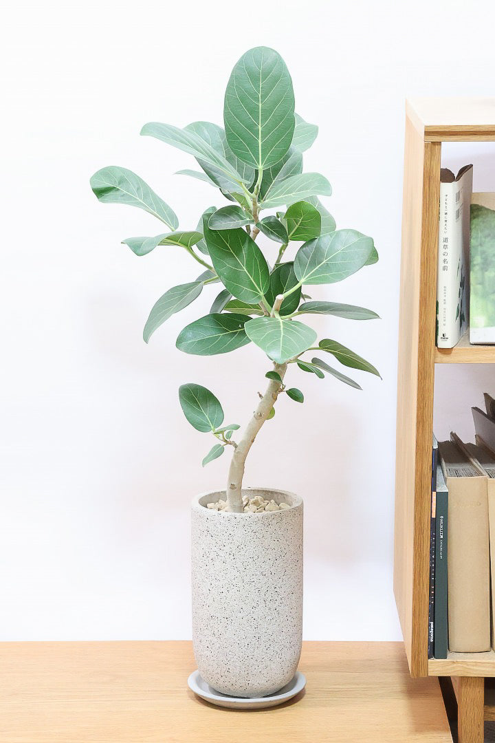 【ベンガレンシス】長崎県の生産者さんが丹精込めて仕立てたスリムな樹形!幹のカーブも素敵なんです!