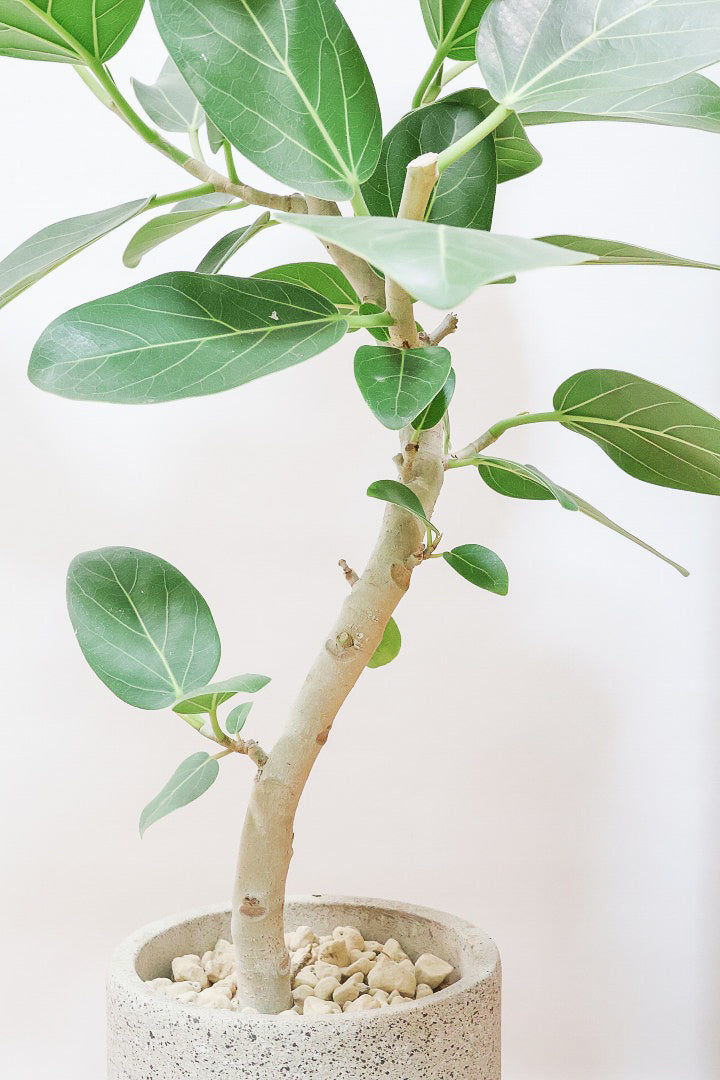 【ベンガレンシス】長崎県の生産者さんが丹精込めて仕立てたスリムな樹形!幹のカーブも素敵なんです!